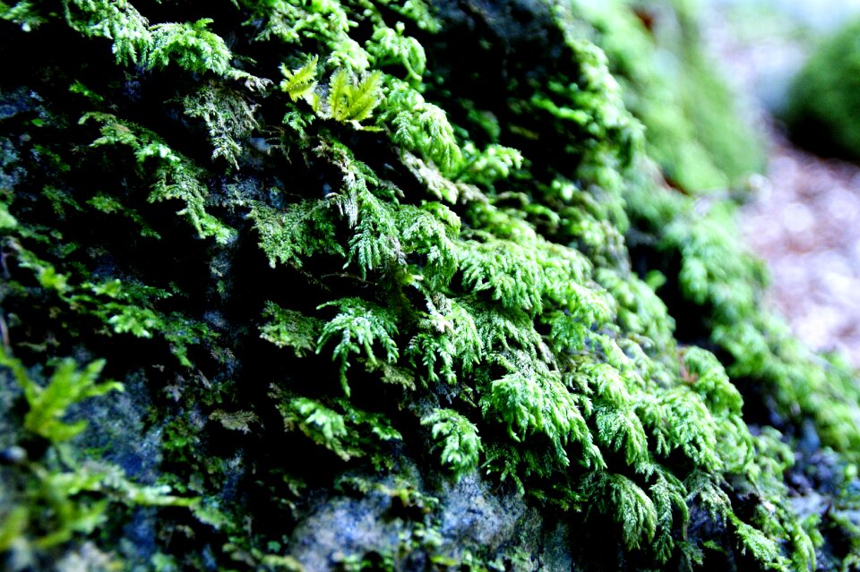 Weave plant close up