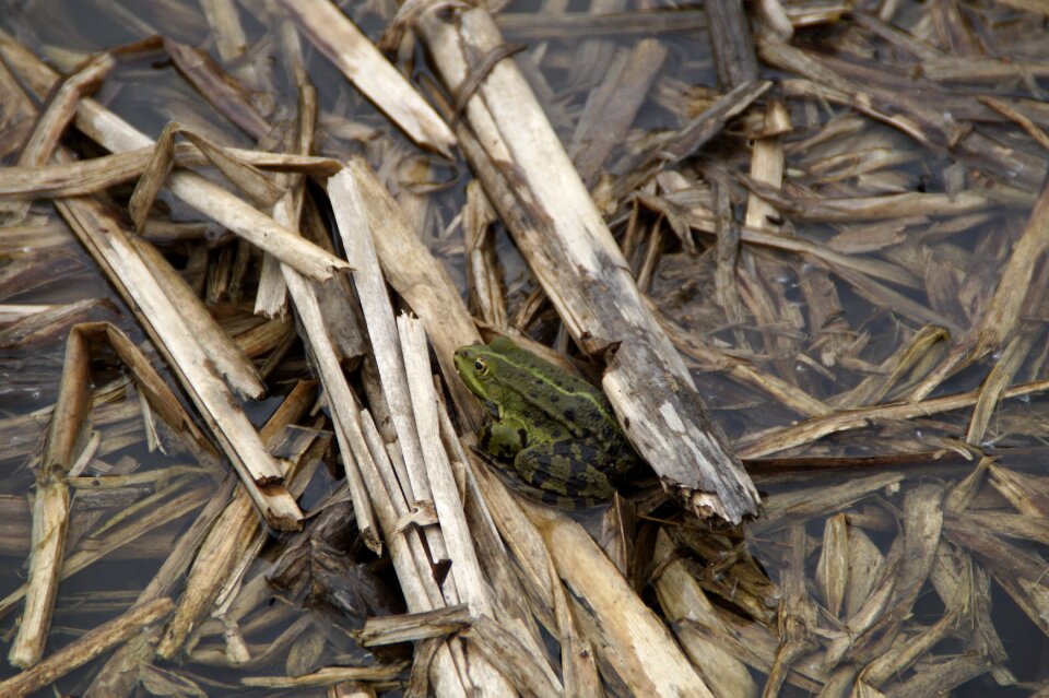 Lakeside lake frog