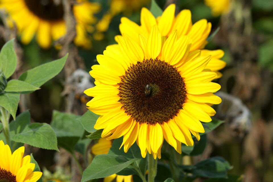 Yellow garden bloom