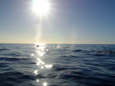 Wal the sea with whales ocean