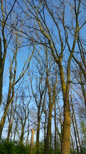 Crown branches nature