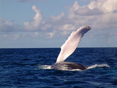 Humpback whale fin sea with whale photo