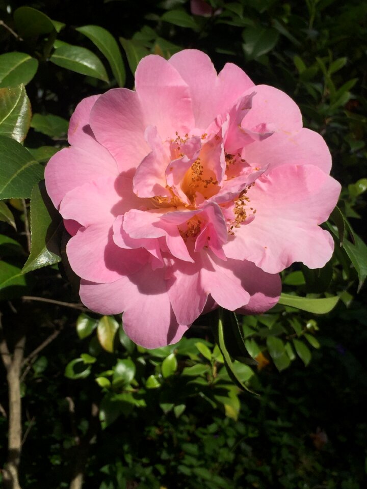 Bloom plant flower
