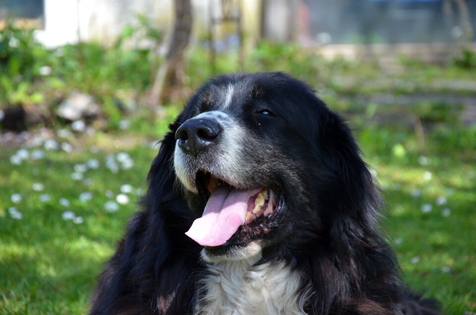 Dog black and white relaxed