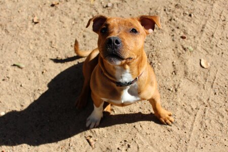 Doggy pup brown photo