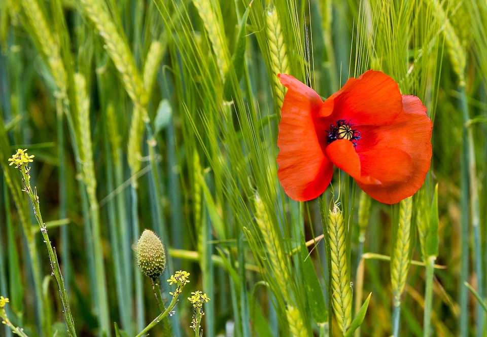 Field red mohngewaechs