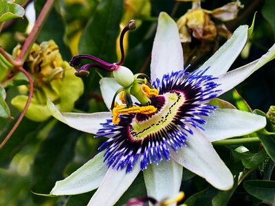 Passionflower flower passion flower photo