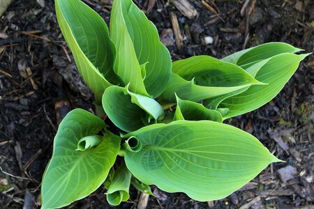 Leaf leaves plant