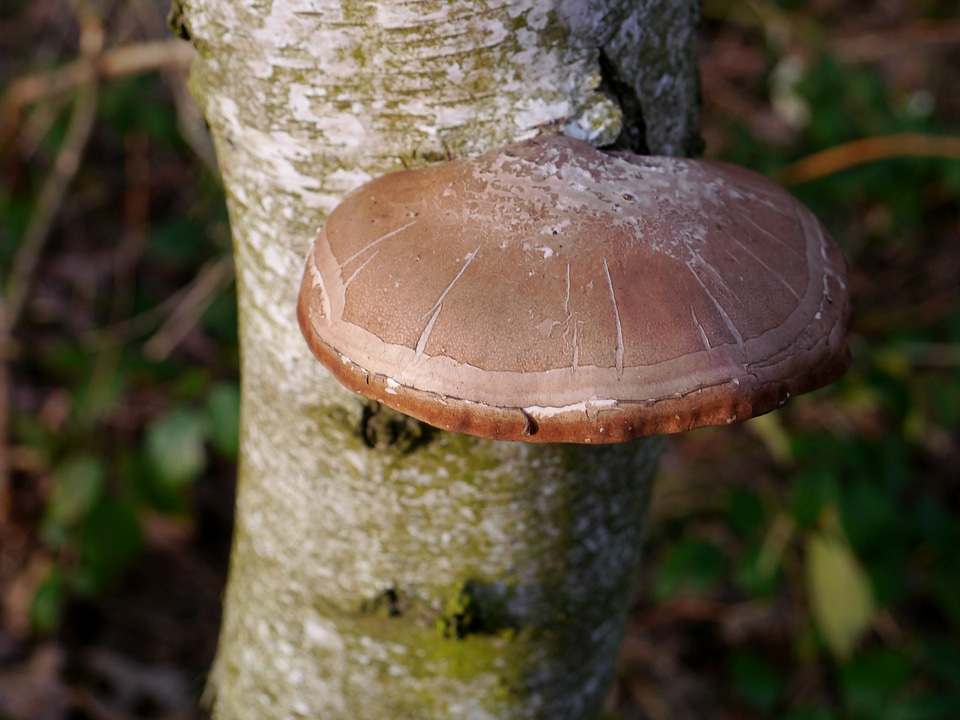 Mushrooms on tree tribe log