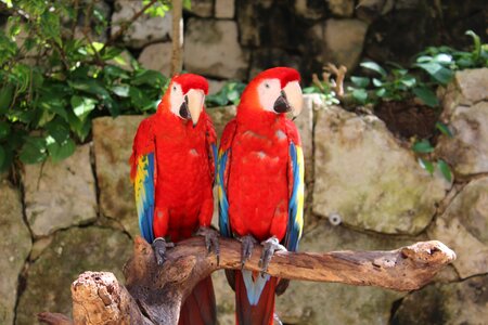 Mexico animal guacamayas photo