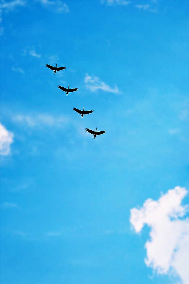 Migrating wildlife bird watching