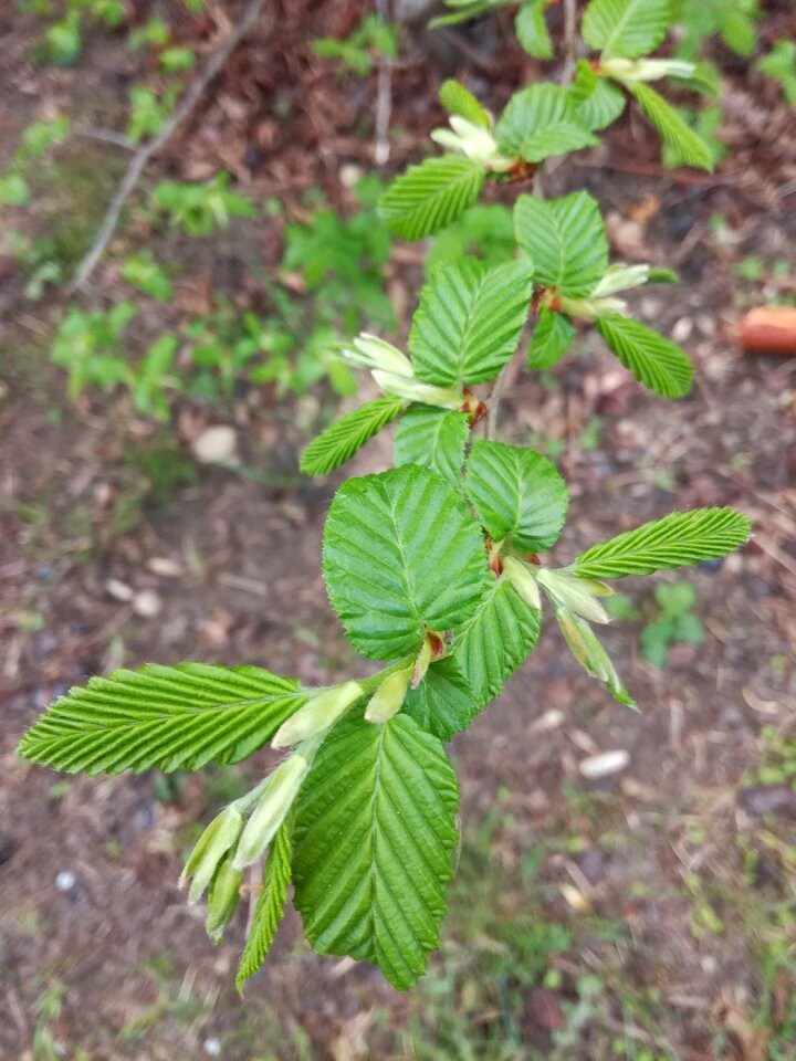 Charming east carpinus orientalis tree