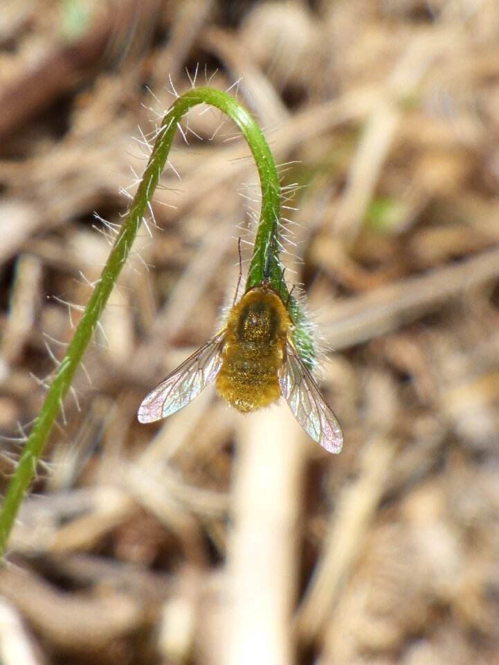 Bumblebee bumblebee yellow pollination