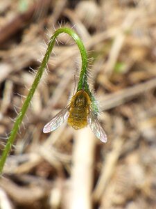 Bumblebee bumblebee yellow pollination