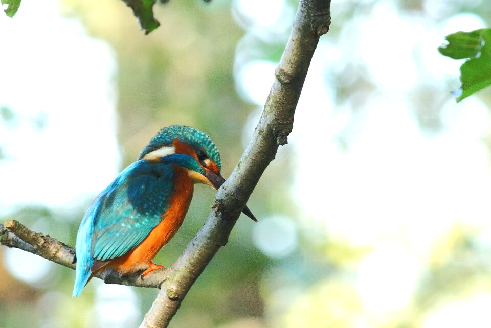 Kingfisher bird wild