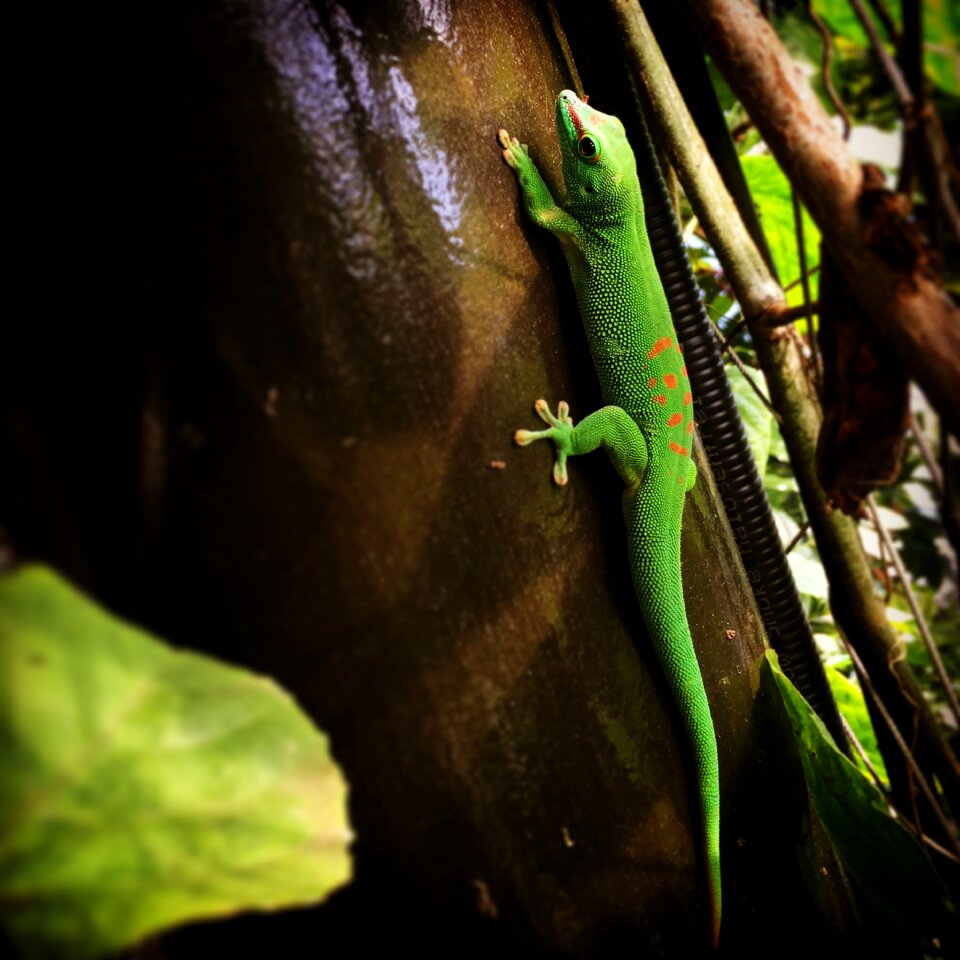 Reptile animal green