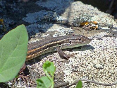 Hide scales reptile