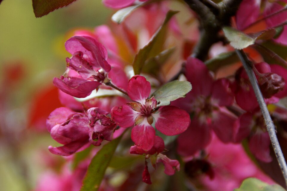 Bush pink spring