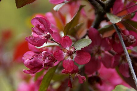 Bush pink spring photo