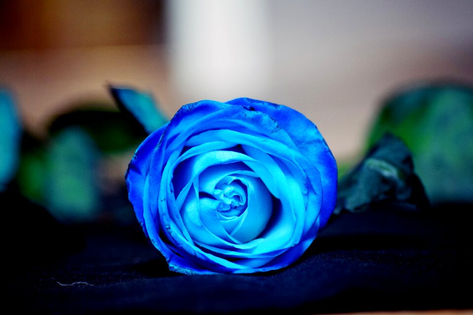 Blue flower blue flower