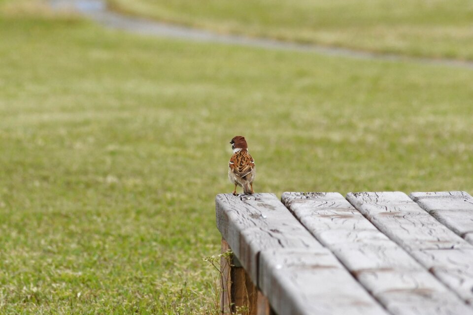 Sparrow wild animal park