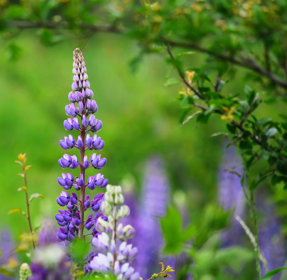 Plant summer lupinien