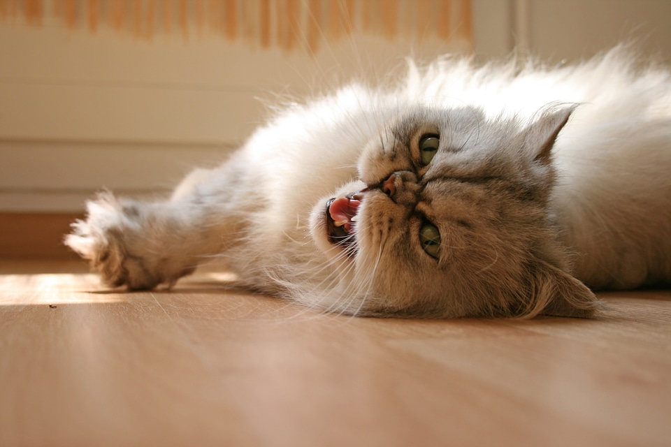 Relax cat's eyes persians
