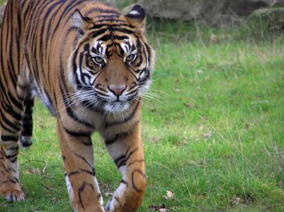 Tiger zoo predator