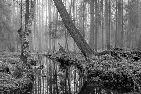 River białowieska puszcza