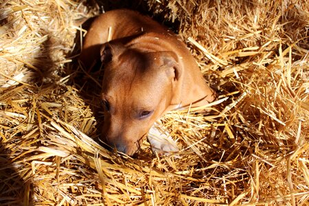 Staffy doggy canine