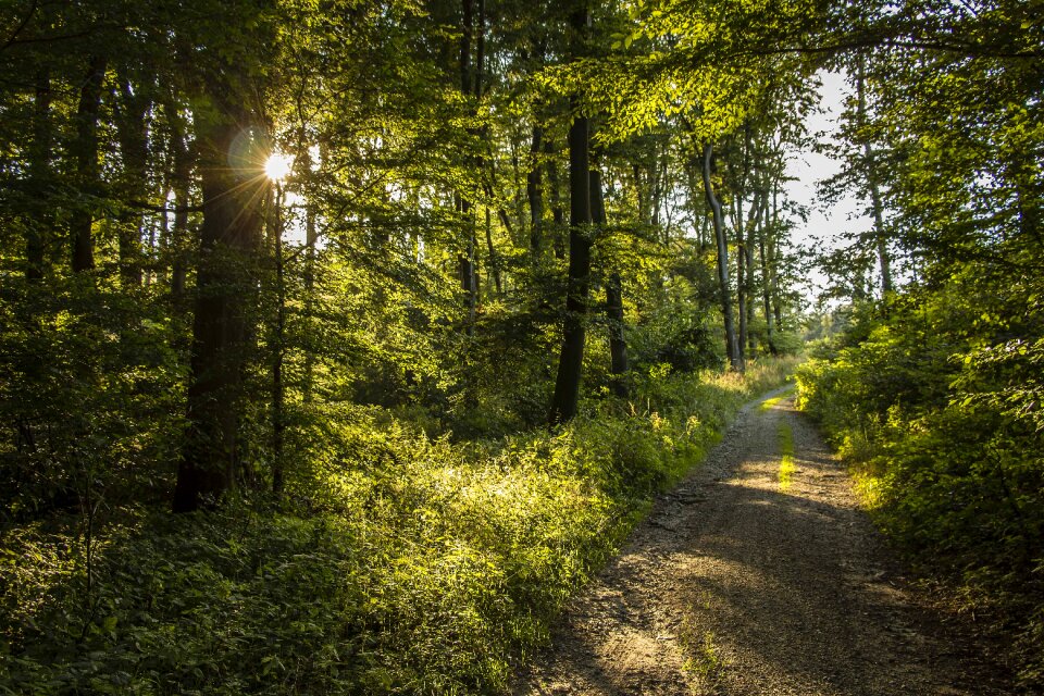 Nature walk summer