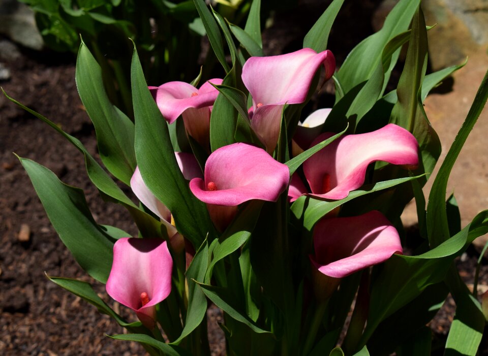 Bloom plant perennial