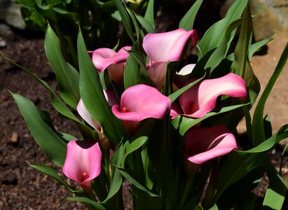 Bloom plant perennial