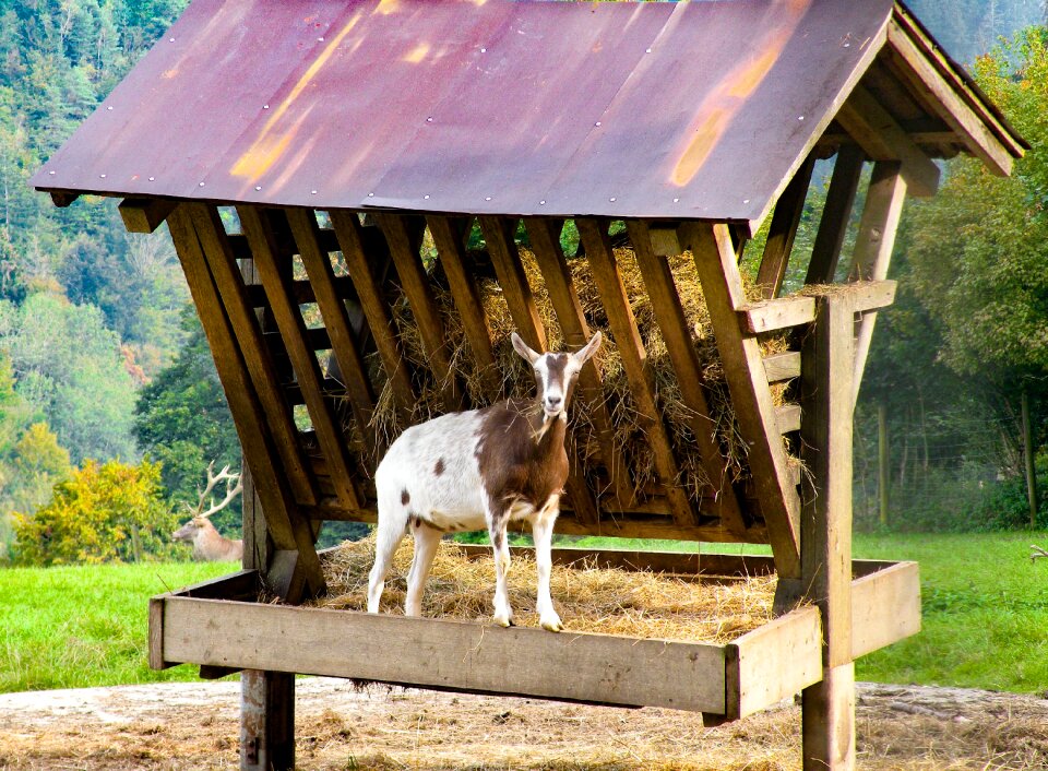 Animal white brown