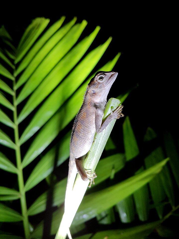 Gekko lizard salamander