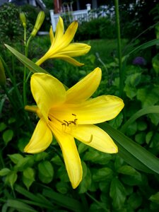 Landrace plant garden plant garden
