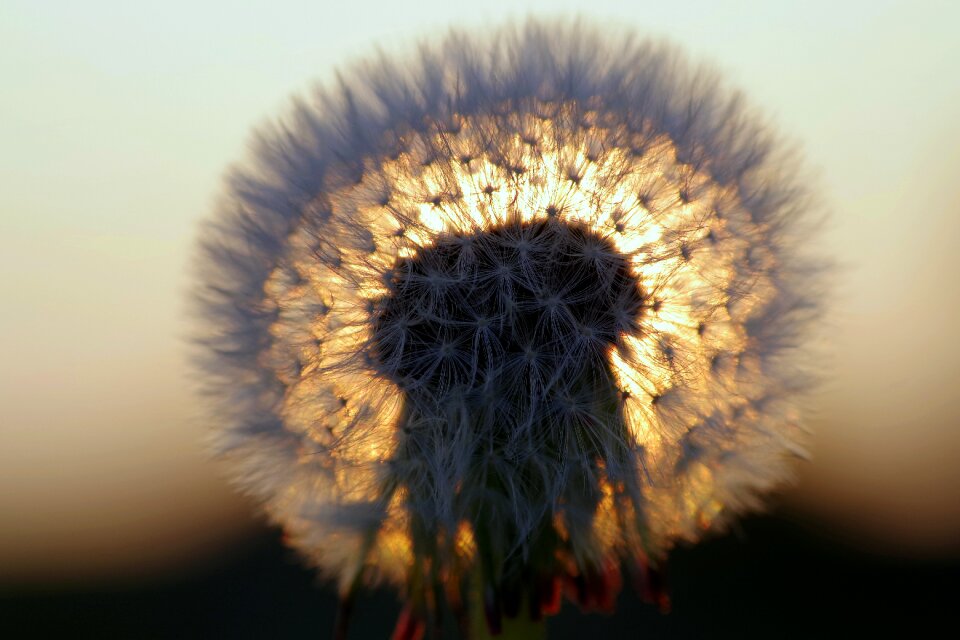 Glow sonchus oleraceus fluff
