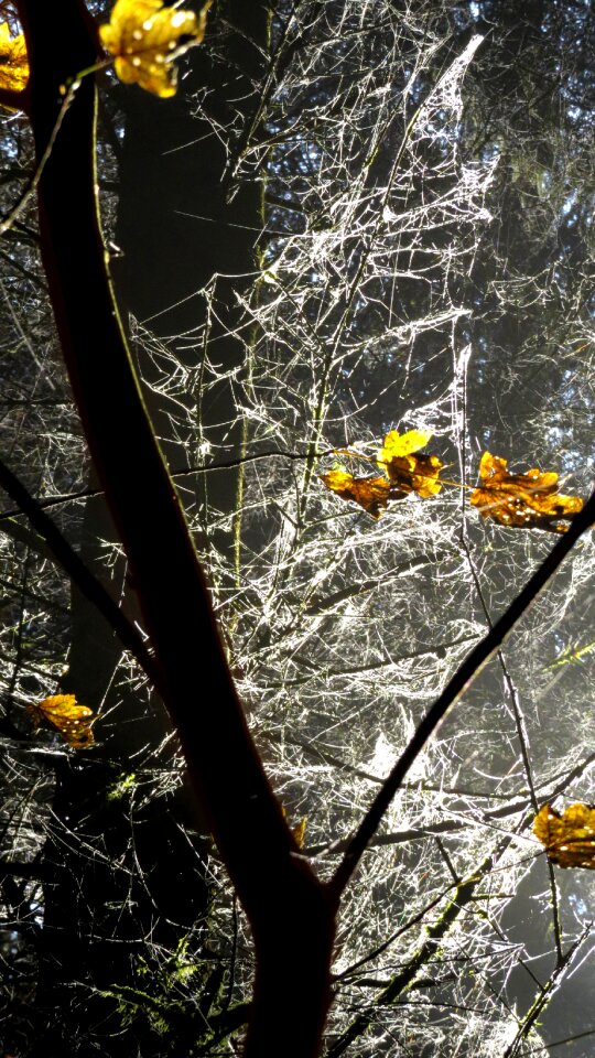 Leaves mood light
