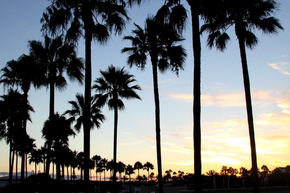 Palm tree palm tree