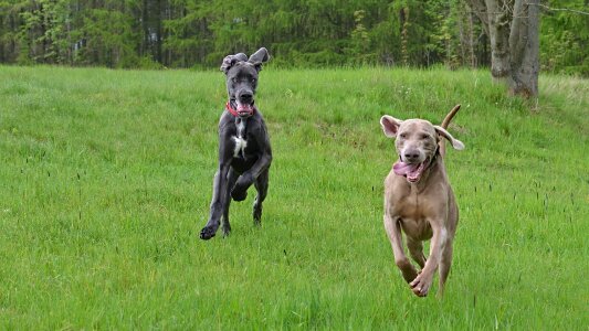 Running dogs weimaraner great dane