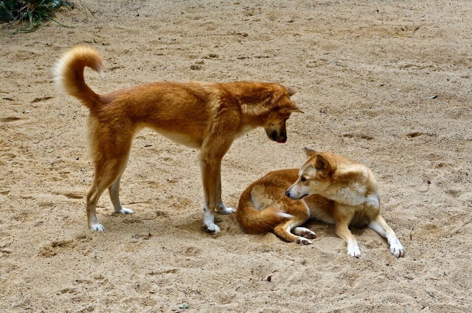 Wild predator canine