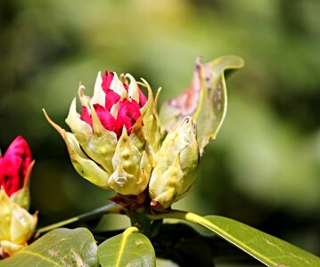 Red pink spring