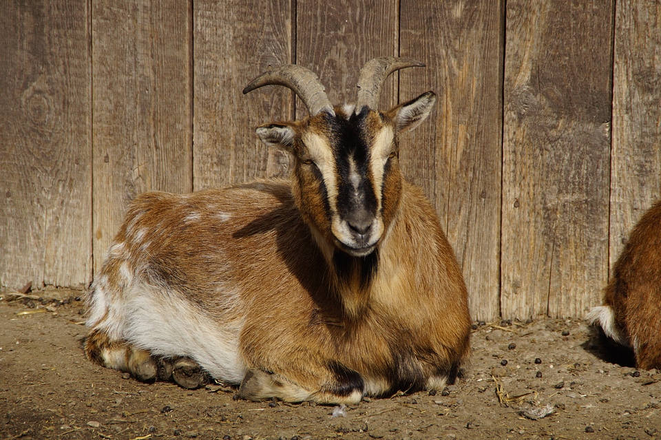 Billy goat horn horns