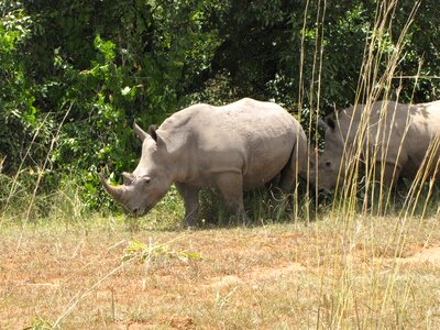 White rhino uganda national park photo