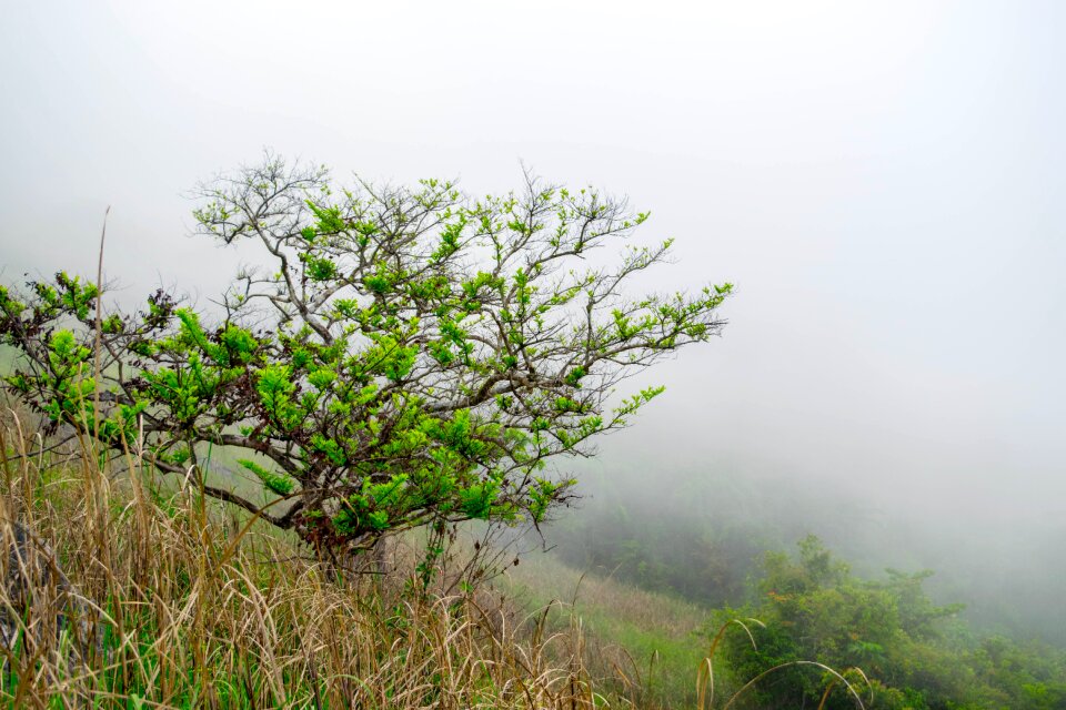 Fog environment