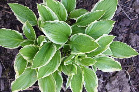 Leaf leaves plant photo