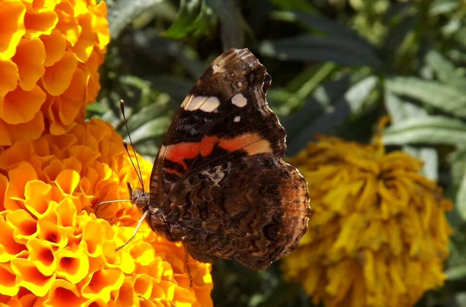 Wings nature flowers