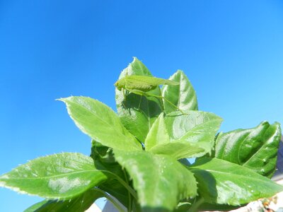 Insect green blue photo