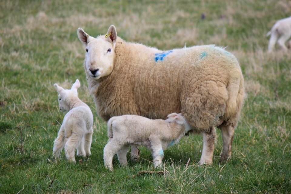 Sheep livestock farming