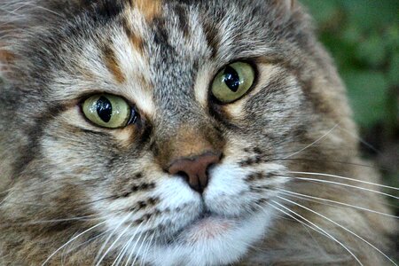 Cats head main coon female cat